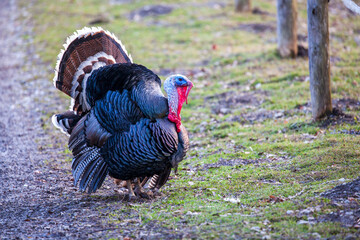 Truthahn und Huhn freilaufend auf einem Bio Bauernhof