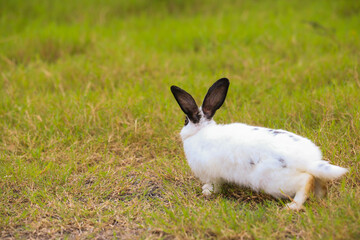 Young white with black dot rabbit in green field in spring. Lovely bunny has fun in fresh garden. Adorable rabbit plays and is relax in nature green grass.