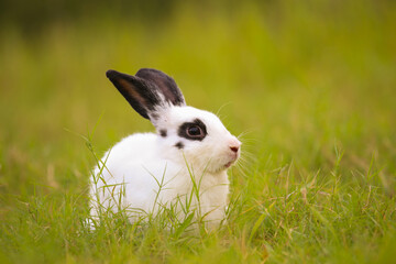 Young white with black dot rabbit in green field in spring. Lovely bunny has fun in fresh garden. Adorable rabbit plays and is relax in nature green grass.