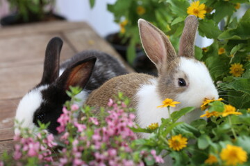 Cute little rabbit on green grass with natural bokeh as background during spring. Young adorable bunny playing in garden. Lovrely pet at park