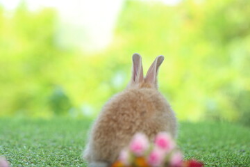 Cute little rabbit on green grass with natural bokeh as background during spring. Young adorable bunny playing in garden. Lovrely pet at park
