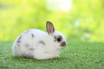 Cute little rabbit on green grass with natural bokeh as background during spring. Young adorable bunny playing in garden. Lovrely pet at park