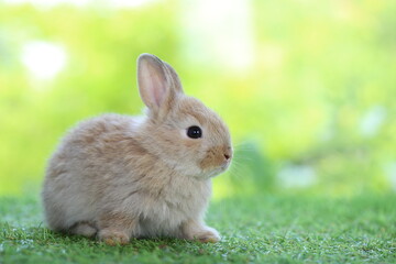 Cute little rabbit on green grass with natural bokeh as background during spring. Young adorable bunny playing in garden. Lovrely pet at park