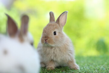 Cute little rabbit on green grass with natural bokeh as background during spring. Young adorable bunny playing in garden. Lovrely pet at park