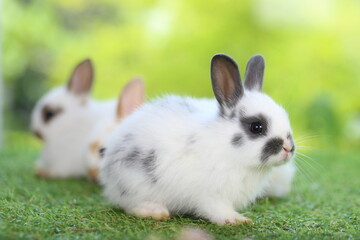 Cute little rabbit on green grass with natural bokeh as background during spring. Young adorable bunny playing in garden. Lovrely pet at park