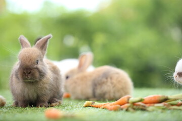 Cute little rabbit on green grass with natural bokeh as background during spring. Young adorable bunny playing in garden. Lovely pet at park with baby carrot as food.