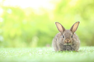 Cute little rabbit on green grass with natural bokeh as background during spring. Young adorable bunny playing in garden. Lovrely pet at park