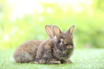 Cute little rabbit on green grass with natural bokeh as background during spring. Young adorable bunny playing in garden. Lovrely pet at park