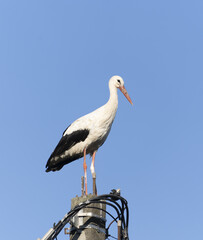 Beautiful one white storks on a background of blue sky.