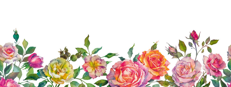Seamless border of roses on a white background. Botanical watercolor illustration in a realistic style.