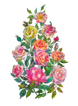A composition of roses on a white background. Botanical watercolor illustration in a realistic style. Picture for a postcard or greeting