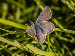 Niebieski motyl Modraszek  © Igor