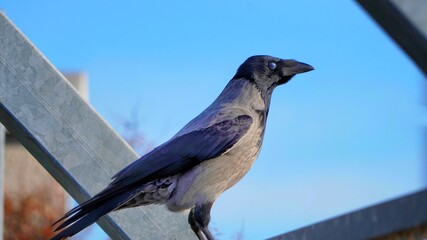 crow on a fence