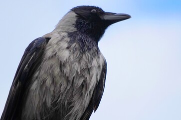 crow on the ground
