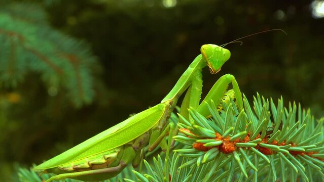 Green predator European mantis (Mantis religiosa). The predator hunts on a green Christmas tree