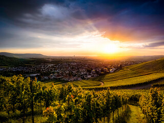 Sunset in vineyard