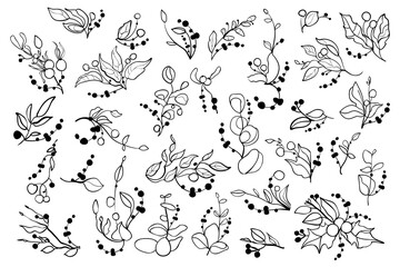 Contour floral set of decorative leaves, branches and berries