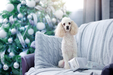 Christmas card with the Christmas tree and the dog on the sofa