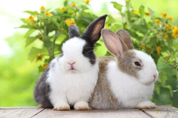 Fototapeta premium Cute little rabbit on green grass with natural bokeh as background during spring. Young adorable bunny playing in garden. Lovrely pet at park