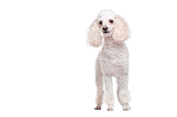 Full length picture of a standing poodle dog isolated on white