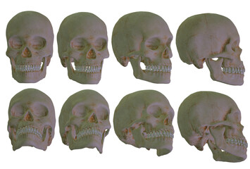 skull, human, skeleton halloween, anatomy