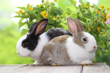 Cute little rabbit on green grass with natural bokeh as background during spring. Young adorable bunny playing in garden. Lovrely pet at park