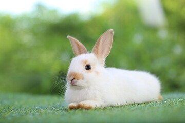 Cute little rabbit on green grass with natural bokeh as background during spring. Young adorable bunny playing in garden. Lovrely pet at park