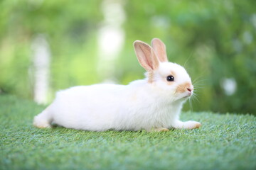 Cute little rabbit on green grass with natural bokeh as background during spring. Young adorable bunny playing in garden. Lovrely pet at park