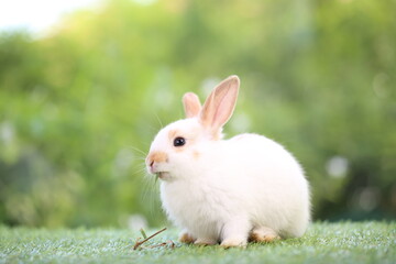 Cute little rabbit on green grass with natural bokeh as background during spring. Young adorable bunny playing in garden. Lovrely pet at park