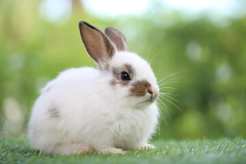 Cute little rabbit on green grass with natural bokeh as background during spring. Young adorable bunny playing in garden. Lovrely pet at park