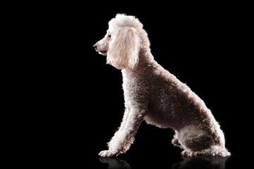 Low key silhouette of a sitting poodle