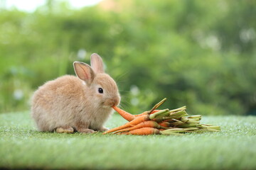 Cute little rabbit on green grass with natural bokeh as background during spring. Young adorable...