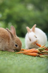 Cute little rabbit on green grass with natural bokeh as background during spring. Young adorable bunny playing in garden. Lovely pet at park with baby carrot as food.