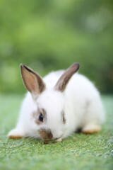 Cute little rabbit on green grass with natural bokeh as background during spring. Young adorable bunny playing in garden. Lovrely pet at park