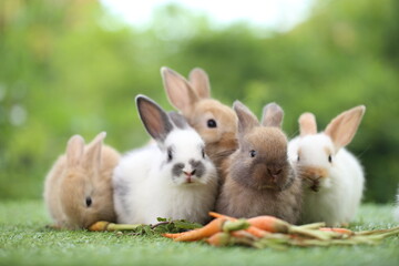 Cute little rabbit on green grass with natural bokeh as background during spring. Young adorable bunny playing in garden. Lovely pet at park with baby carrot as food.