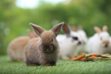 Cute little rabbit on green grass with natural bokeh as background during spring. Young adorable bunny playing in garden. Lovely pet at park with baby carrot as food.