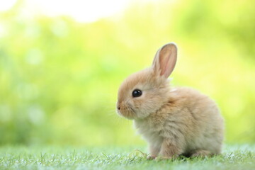 Cute little rabbit on green grass with natural bokeh as background during spring. Young adorable bunny playing in garden. Lovrely pet at park