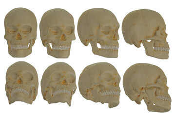 skull, human, skeleton halloween, anatomy