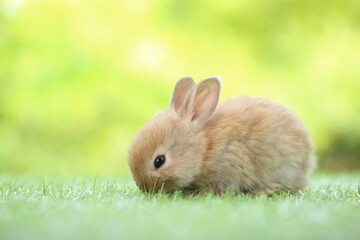 Cute little rabbit on green grass with natural bokeh as background during spring. Young adorable bunny playing in garden. Lovrely pet at park