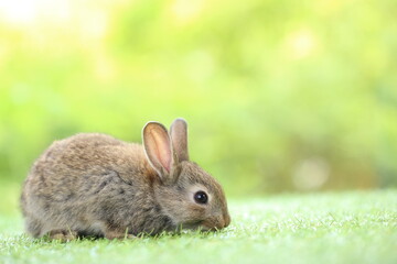 Cute little rabbit on green grass with natural bokeh as background during spring. Young adorable bunny playing in garden. Lovrely pet at park