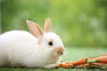 Cute little rabbit on green grass with natural bokeh as background during spring. Young adorable bunny playing in garden. Lovely pet at park with baby carrot as food.