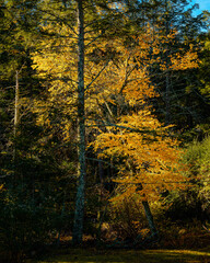 Obraz premium Autumn color in Stokes State Forest New Jersey