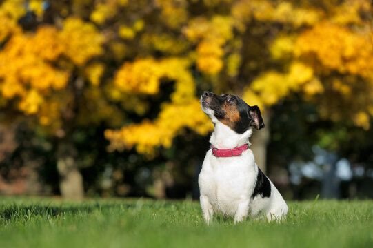 Sitting Jack Russel Looking Up Against Autumn Background