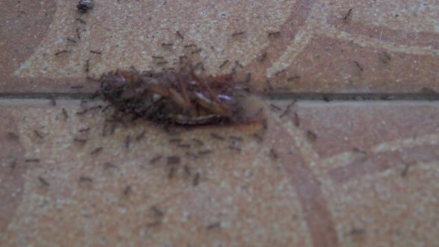 Close-up of a dead cockroach, attacked by ants in a tiled courtyard