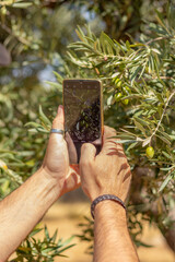 Man's hands photographing an olive with a smartphone.