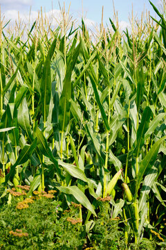 A picture of a corn field