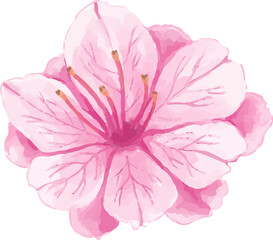 Obraz premium pink watercolor flower