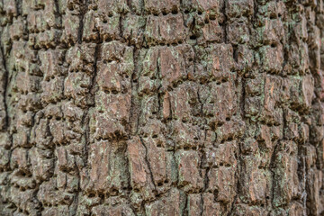Tree bark with tiny holes