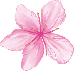 pink flower isolated