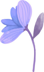 purple blue violet lavender iris flower isolated